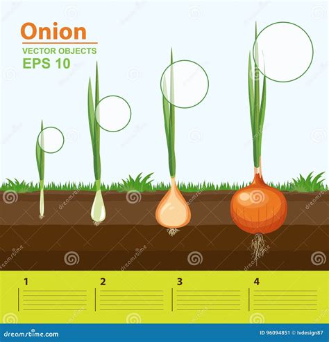 Phases of Growth of a Onion in the Garden. Growth, Development and ...