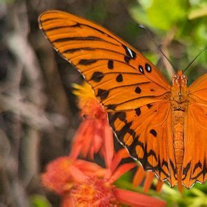 Florida-Friendly Landscaping™ for Wildlife and Pollinators, 13800 ...