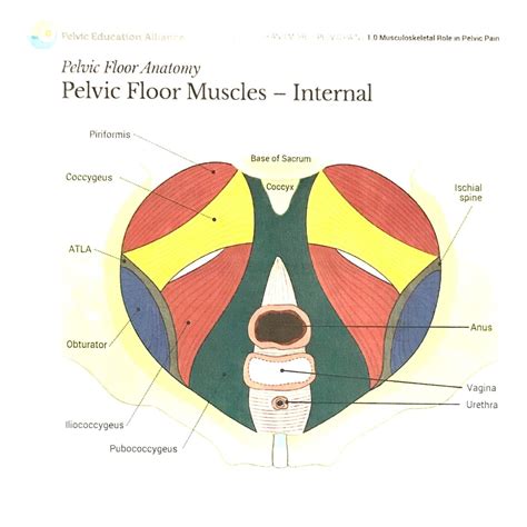 Pelvic Floor Release Trigger Points | Viewfloor.co