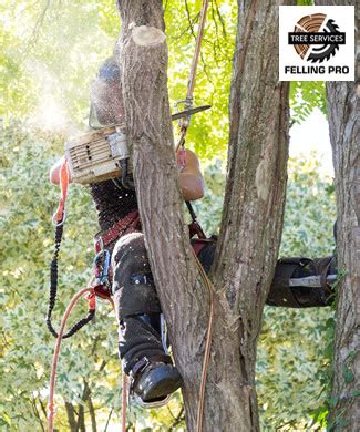 Local Tree Removal Companies 的图像结果