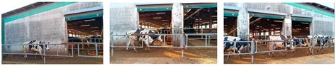 Infrared Thermography of Cattle Hooves: Temperature Differences ...