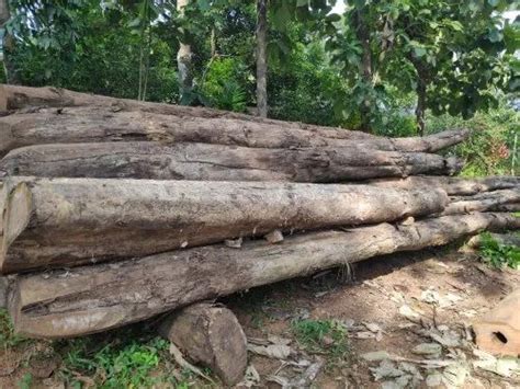 Wood Logs - Anjili Wood Logs Retailer from Kollam