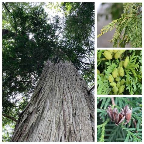 27 Common Native Trees in Nova Scotia | Arborist Halifax