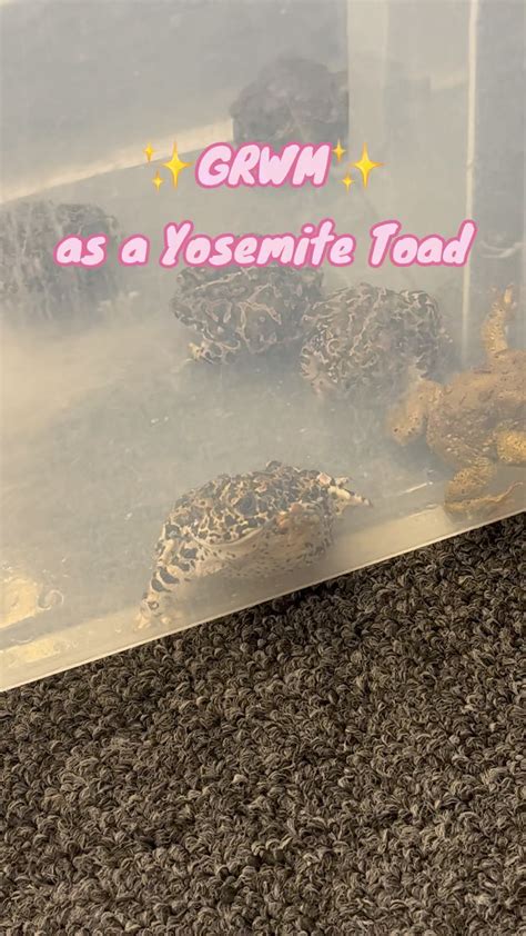 Yosemite Conservancy | 🎉 Happy National Amphibian Week from one of our favorite lil guys: the ...
