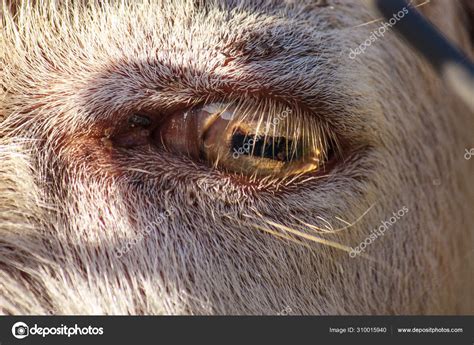 Think You Know A Goat Its Pupil Reveals A Shocking Secret Close Up Of Goat Eye