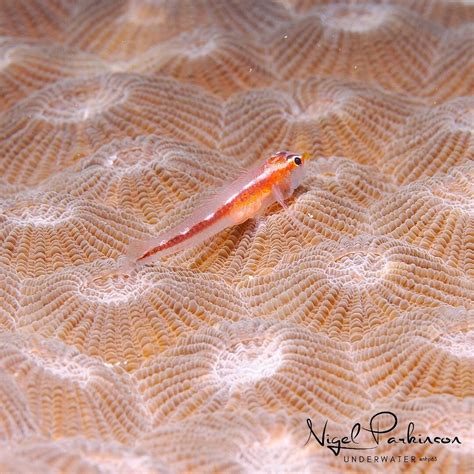 AMATHI DIVING RESORT (Bagalangit) - 2026 Guesthouse Reviews & Photos ...