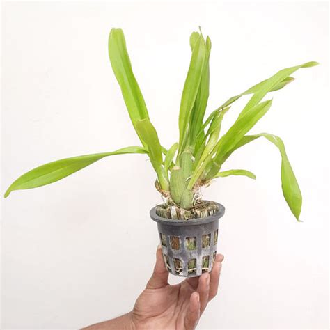 Buy Oncidium Orchids Online India | Dancing lady oncidium online ...