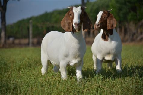 Meat Goat Breeds