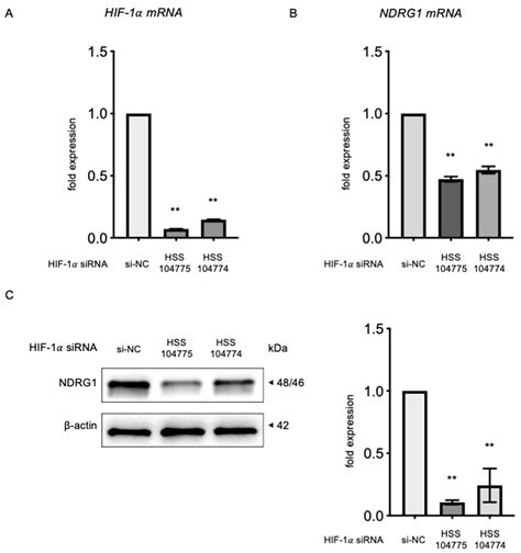 HIF-1α Promotes Luteinization via NDRG1 Induction in the Human Ovary