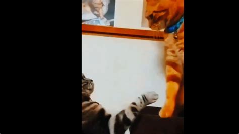 Ishowspeed shocked Reaction Meme Download | Memes.co.in