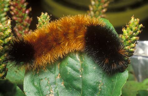 Can This Caterpillar Predict Winter Weather? Probably Not Very Well ...