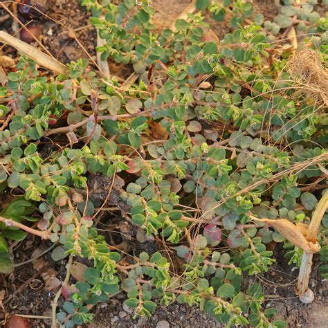 Hierba de la golondrina (Euphorbia serpens)