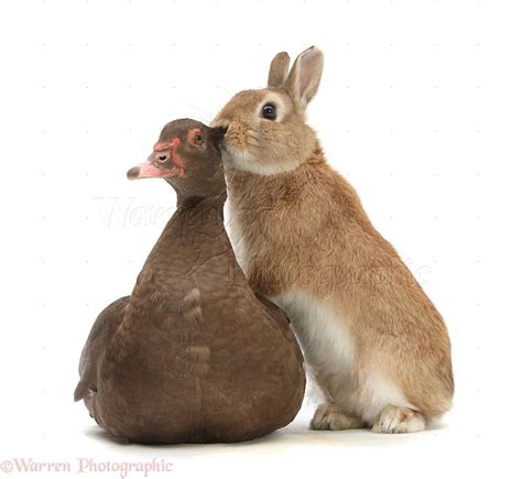 Duck-Rabbit Duck Full Video 的图像结果