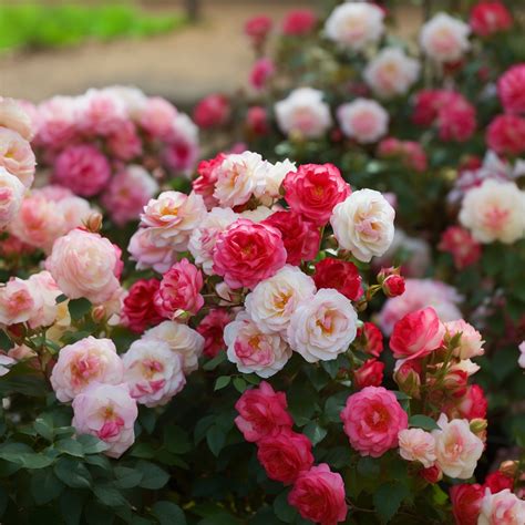 13 Different Types of Indian Roses with Their Names and Pictures