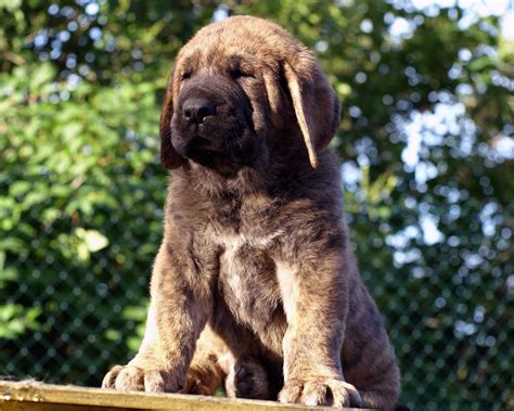 Spanish Mastiff - All Big Dog Breeds