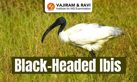 Black-Headed Ibis, Habitat and Distribution, Features, Conservation, News