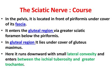 Sciatic Nerve Anatomy | PPTX