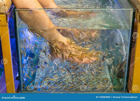 Foot Spa by Doctor Fish , the Freshwater Fish Used for Treating Stock Photo - Image of garra ...