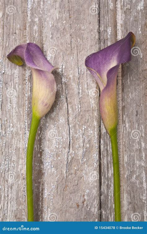 Purple Calla Lily stock photo. Image of flower, serene - 15434078