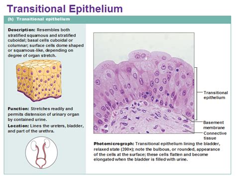 Image result for Transitional Epithelial Cells