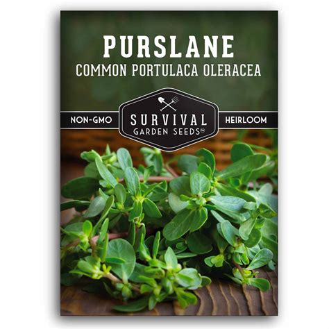 Purslane – Heirloom Summer Green Seeds – SurvivalGardenSeeds