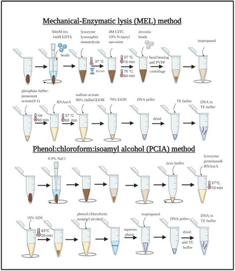 Fecal genomic DNA extraction method impacts outcome of MinION based ...