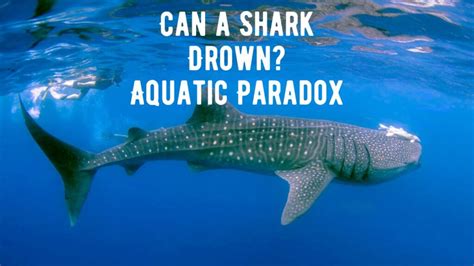 Shark Reproduction: From Eggs to Live Birth - Shark Truth