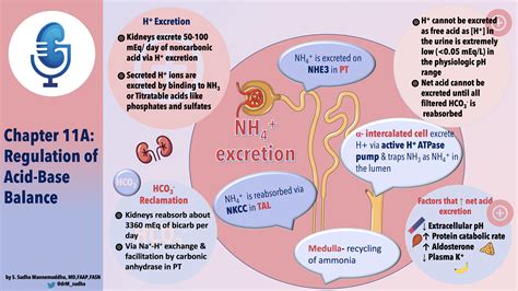 Understanding Acid Base Imbalances Chapter Eleven, Part 1: Regulation