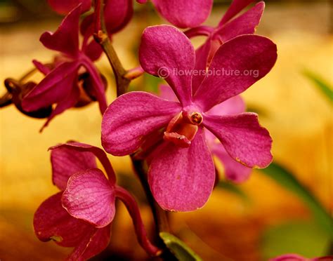 Orchid deep pink | Mokara spp | Banglore Flower Show Jan 2013