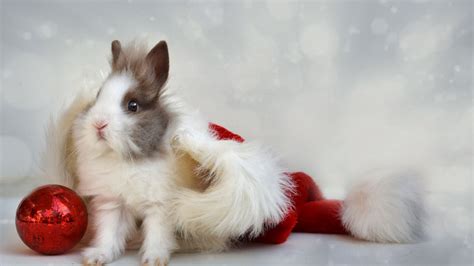 Download wallpaper 1920x1080 rabbit, new year, ball full hd, hdtv, fhd ...