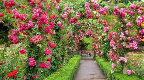 Download Pink Flower Flower Rose Path Man Made Garden Image
