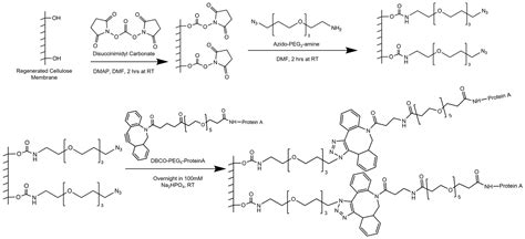 Preparation of Protein A Membrane Adsorbers Using Strain-Promoted ...