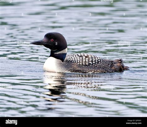 Male And Female Common Loon