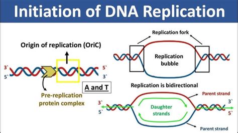 Origin of Replication 的图像结果
