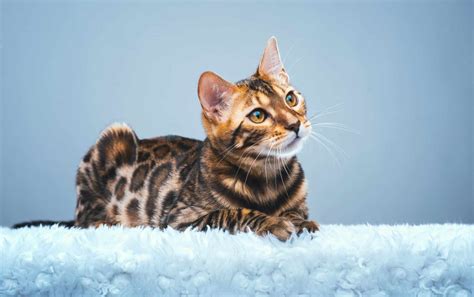 Are Bengal Cats Hypoallergenic? Breed Facts & FAQ - Catster