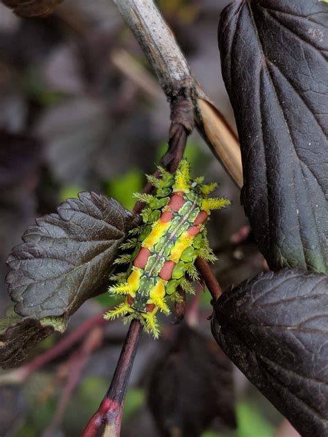 14 Stinging Caterpillars (Some Are Highly Poisonous)