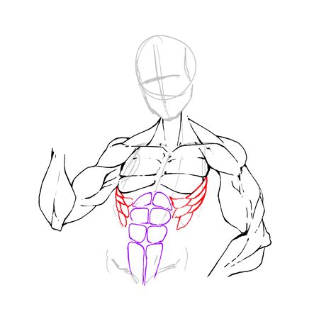 Muscles Drawing