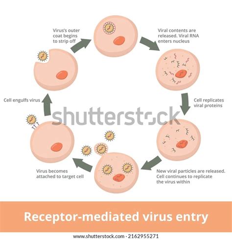 Image result for Viral Replication Process