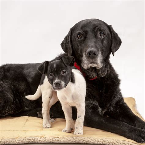 How Do I Introduce My Puppy To My Older Dog - behavior of elderly dogs
