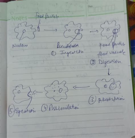 how does amoeba takes food upto to egestion with diagram and ...