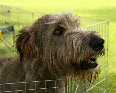 Irish Wolfhound wallpaper | 1280x1024 | #58631
