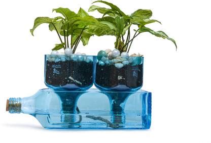 Indian Decoration Indian Decoration The Big Blue Sapphire two self ...