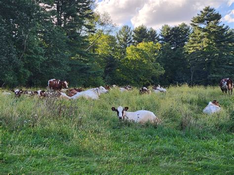 Oake Knoll Farms | Grass-Fed, A2, Raw Ayrshire Cow Milk | Foxboro, MA