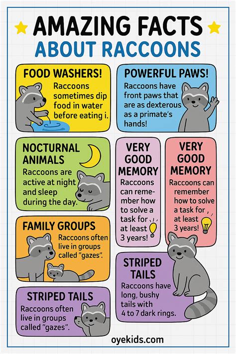Fun Raccoon Facts for Kids – Nature’s Clever Bandits! in 2025 | Fun ...