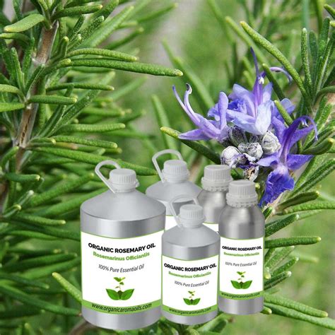 Organic Rosemary Oil – Organic Aroma Oils