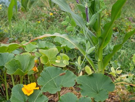 5 Best Companion Plants For Squash