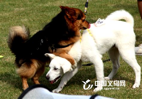 驯养狗狗的常识误区_北京训犬学校