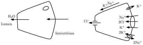 Image result for Transcellular Fluid