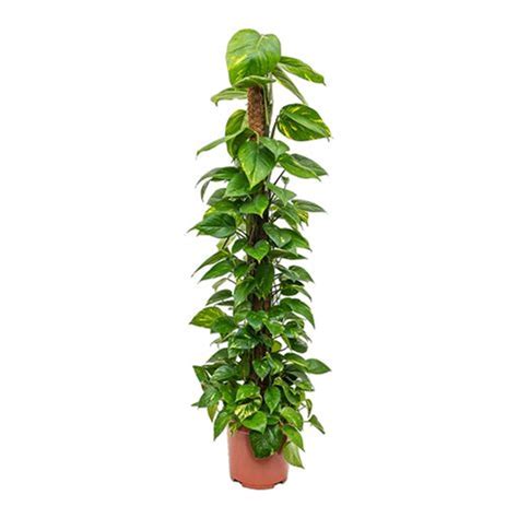 Epipremnum aureum - Golden Pothos - Moss Pole Plant - Online Plants Cart