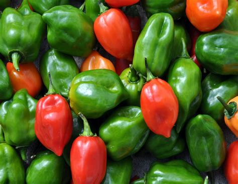 Habanero Peppers: A Colorful Guide to the Scoville Scale | Garvillo